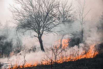incendio bosco