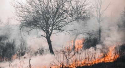 incendio bosco